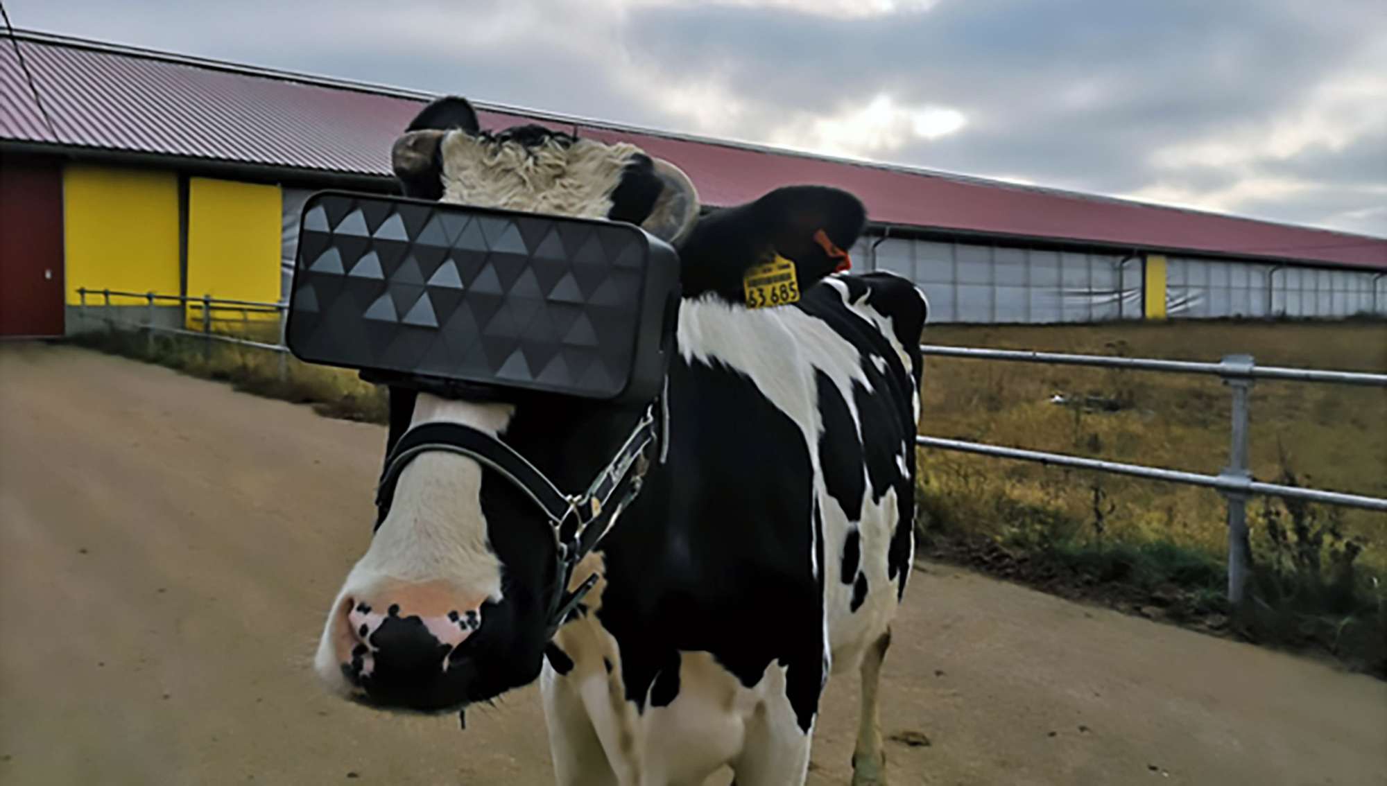 Sad Cows Fitted With VR Headset Showing Sunny Fields