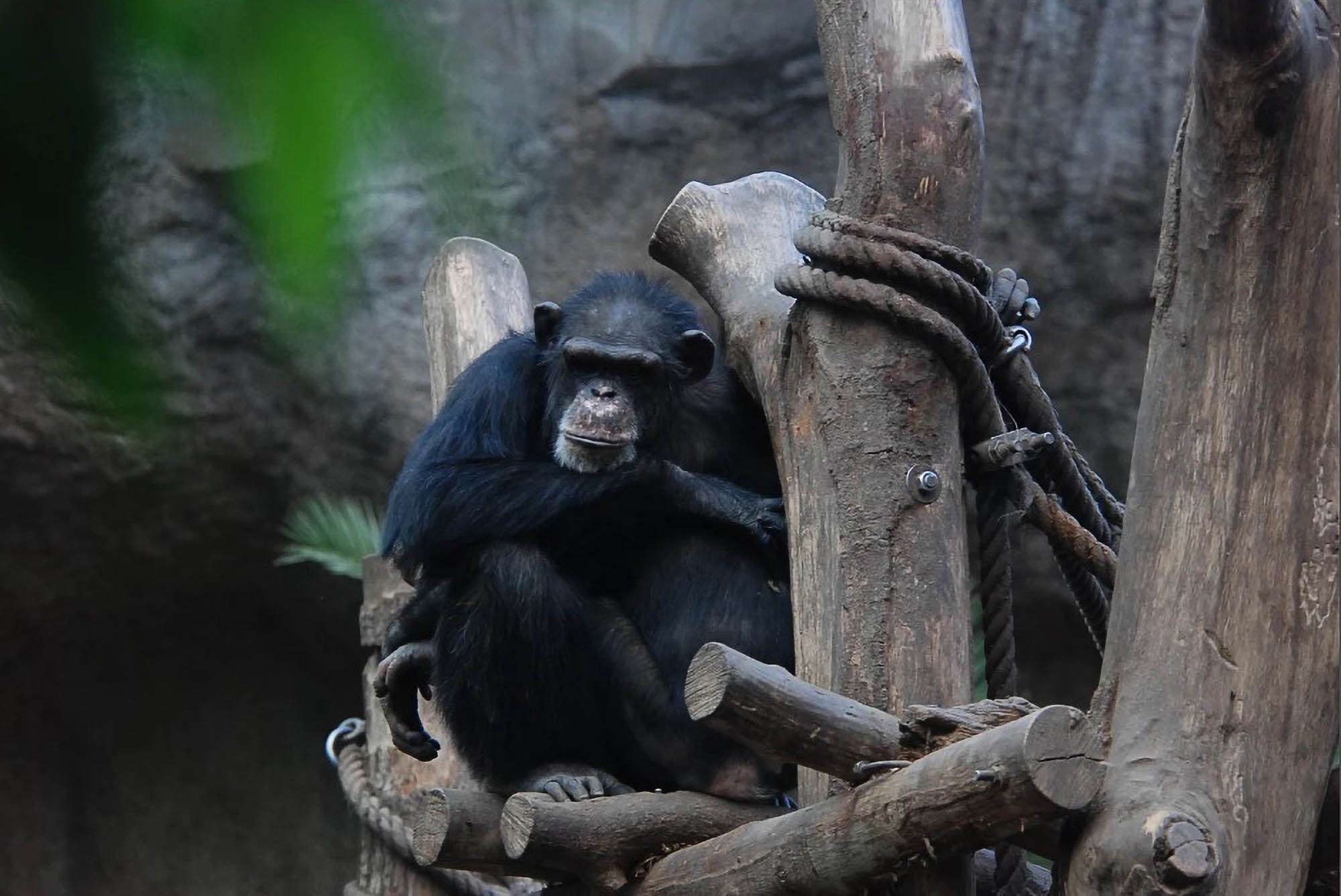 Primates Master Hunting For Hidden Fruit In…